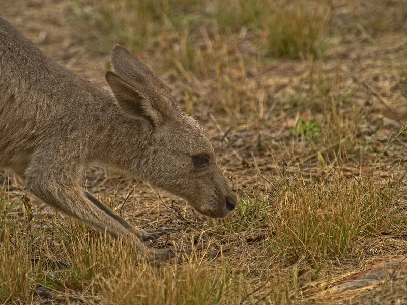 Wallaby, Warrumbungle